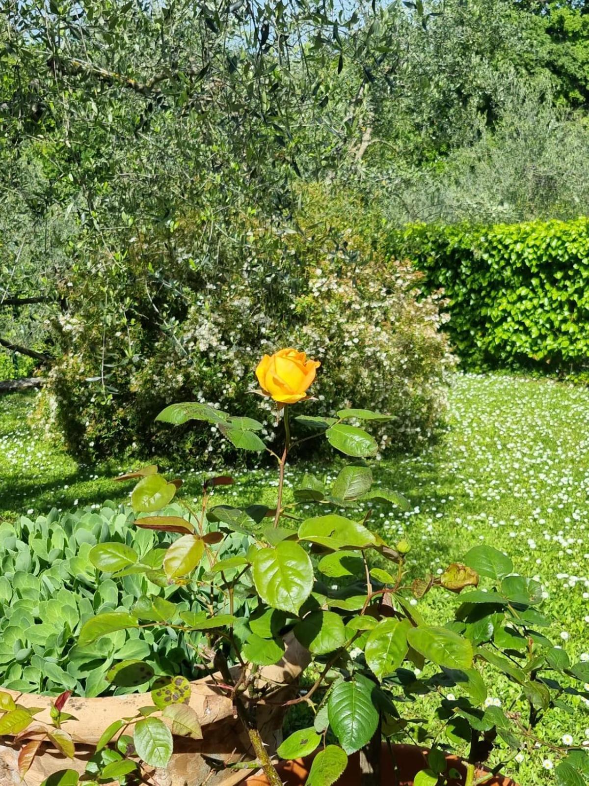 Dimora Nel Chianti Guest House San Sano Exterior foto